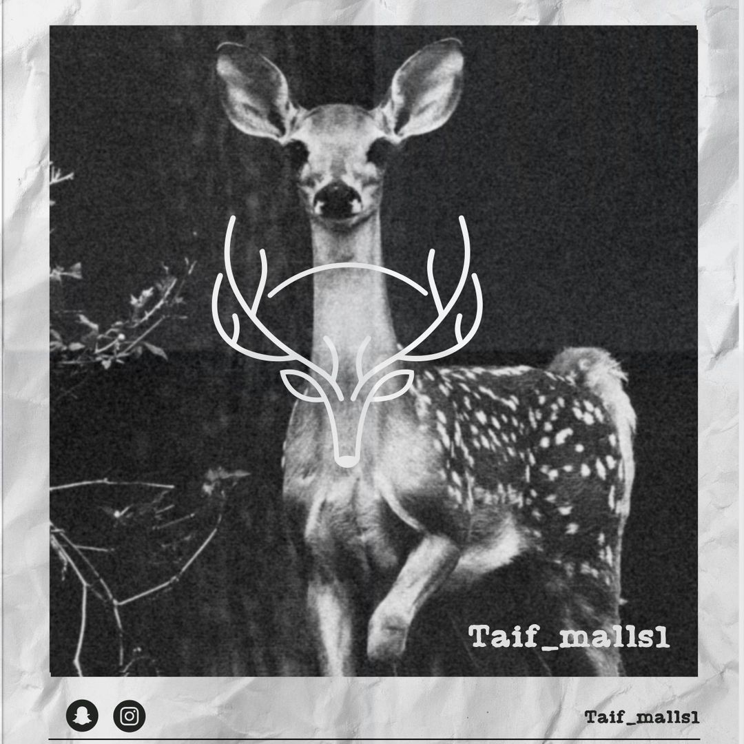 ريما تغطيات الطايف