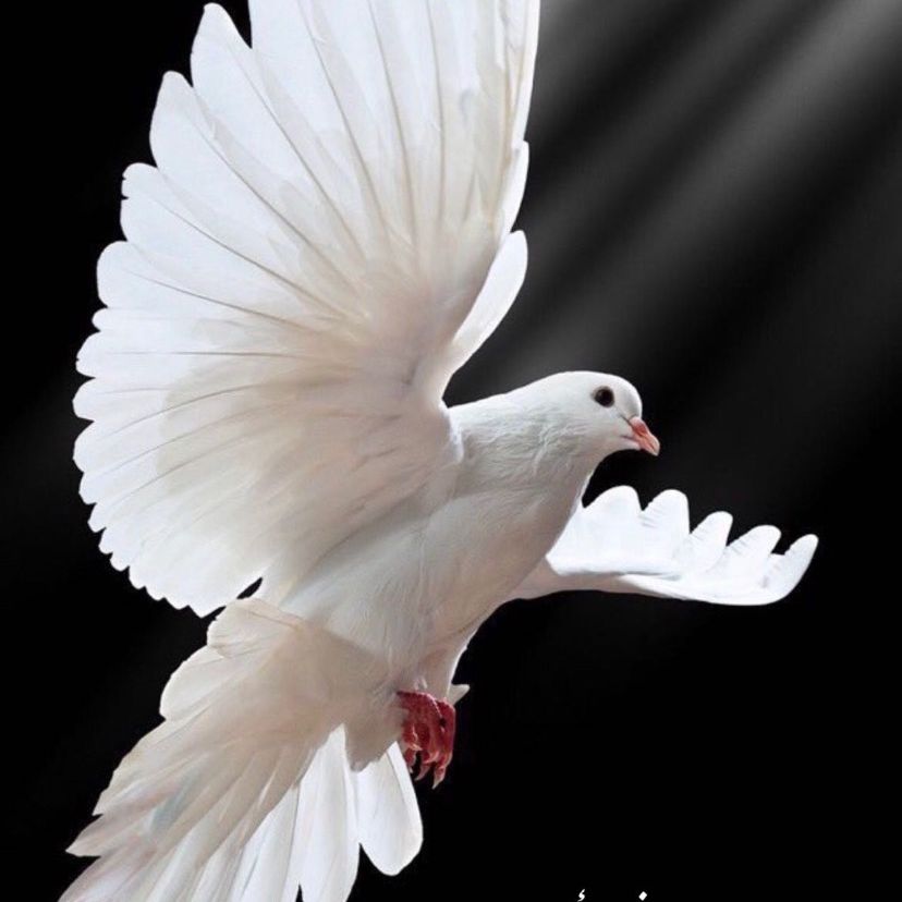 حمامة مكه تغطيات اعلاميه