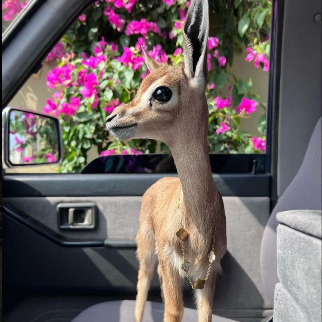 تغطيات الرياض ريم ترند