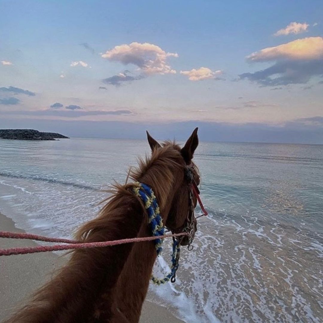 بلوقر جدة ورد