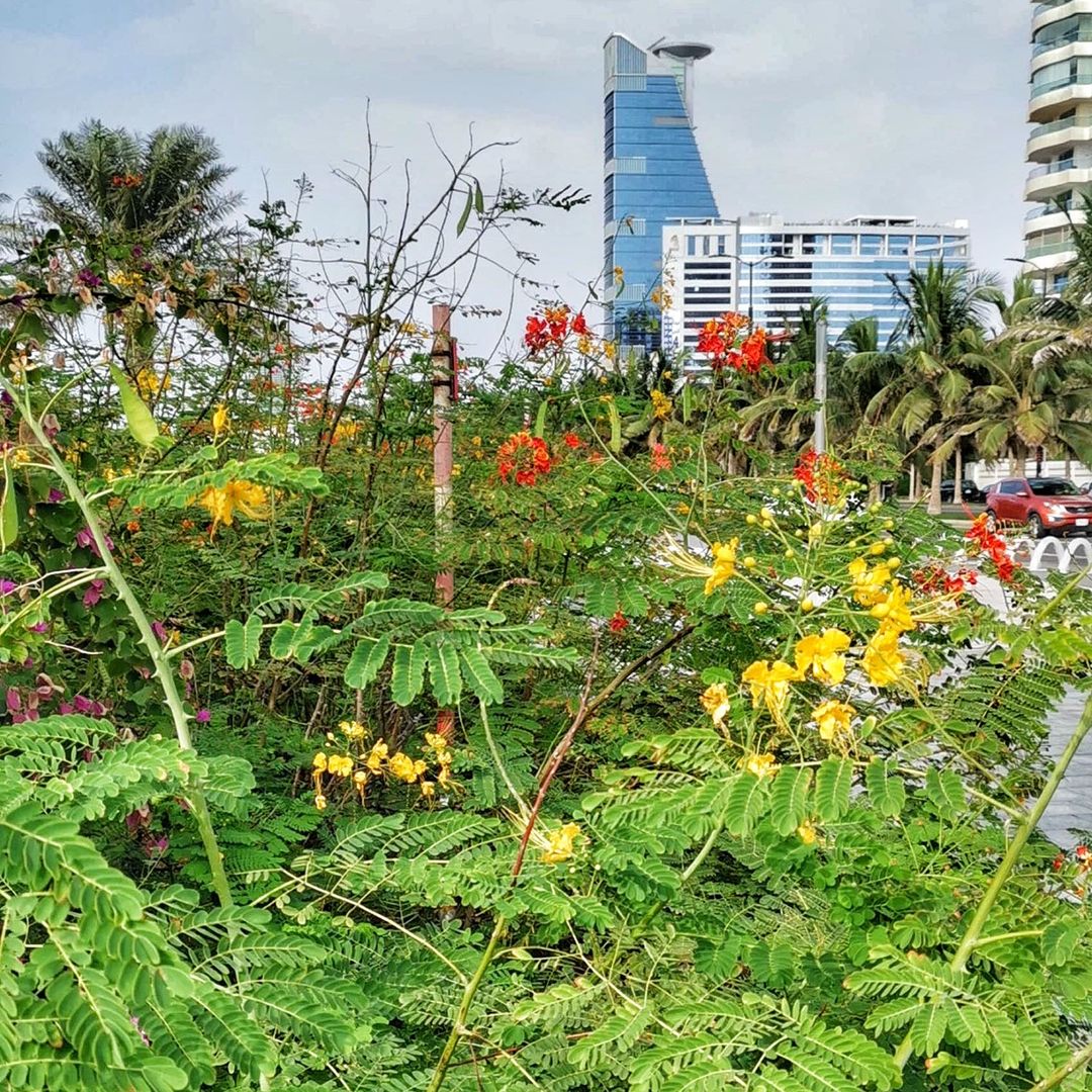 ذواق جدة محمد