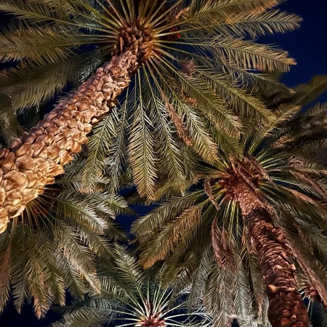 نجمة القصيم