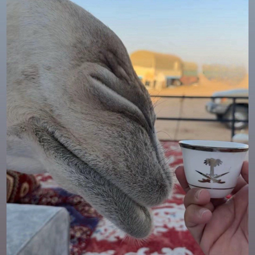 Amjad Mohammed Alharbi