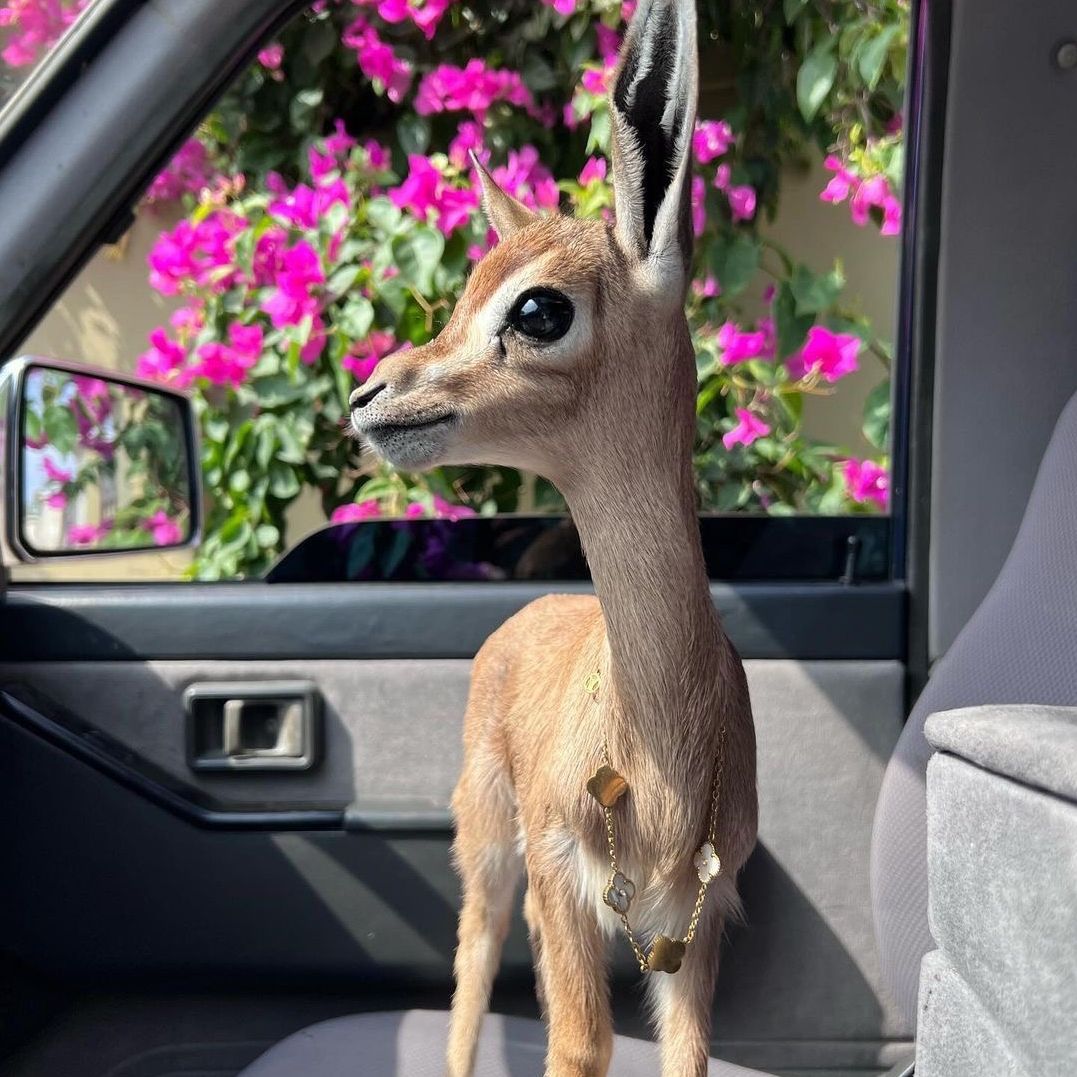 تغطيات الرياض